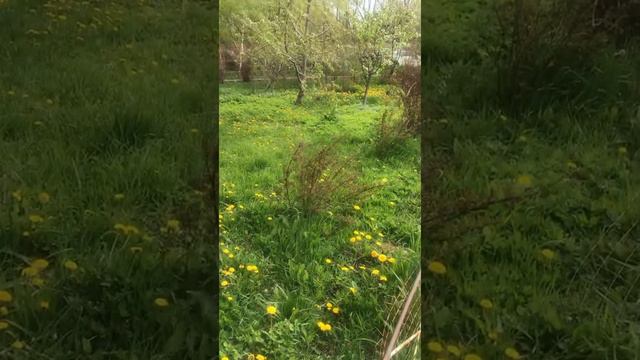 Что лучше, одуванчики или хризантемы смотреть онлайн