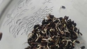 С проростками Расторопши будьте ОЧЕНЬ осторожны! Прежде чем употреблять- посмотрите это видео.