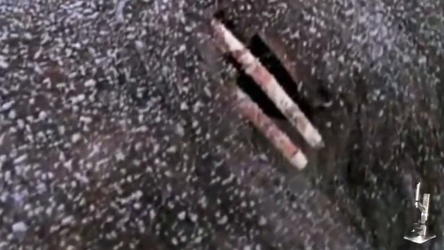 Возрождение мамонта. Клонирование мамонта. Revival of the mammoth. Cloning of the mammoth смотреть онлайн