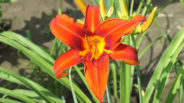 лилейник Campfire Embers смотреть онлайн