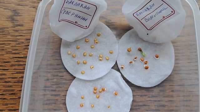 Первые посадки рассады 2024 смотреть онлайн