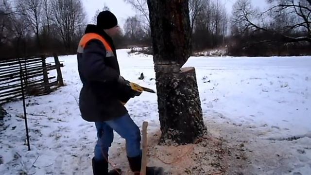 Спил берёзы смотреть онлайн