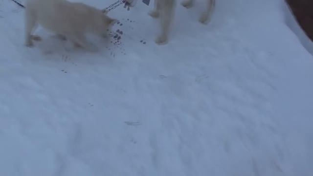 Выбор щенка лайки. смотреть онлайн