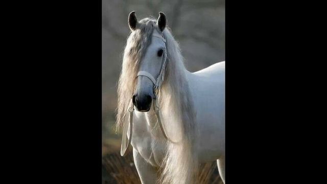 Сказки на ночь | Ежик в тумане смотреть онлайн