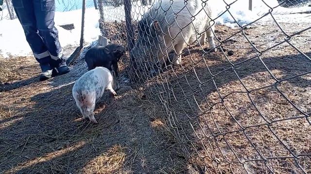 Нападение дикого кабана, вьетнамские вислобрюхие поросята смотреть онлайн