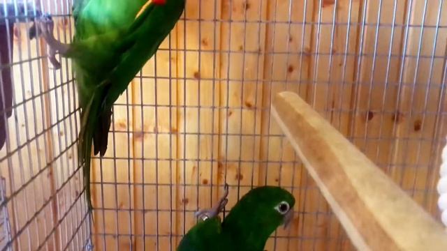 ПОПУГАЙ АРАТИНГА КРАСНОЛОБАЯ?/УХОД, СОДЕРЖАНИЕ И РАЗВЕДЕНИЕ смотреть онлайн