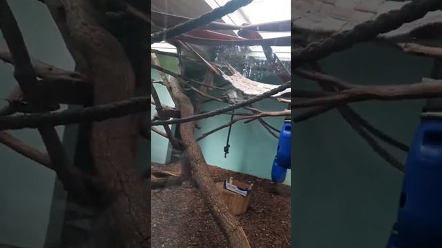 Новый зоопарк в Познани смотреть онлайн