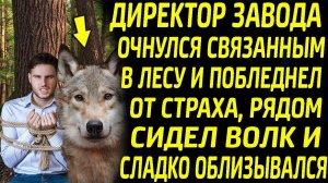 Директор завода очнулся в лесу и побледнел от страха, рядом с ним сидел свирепый волк…