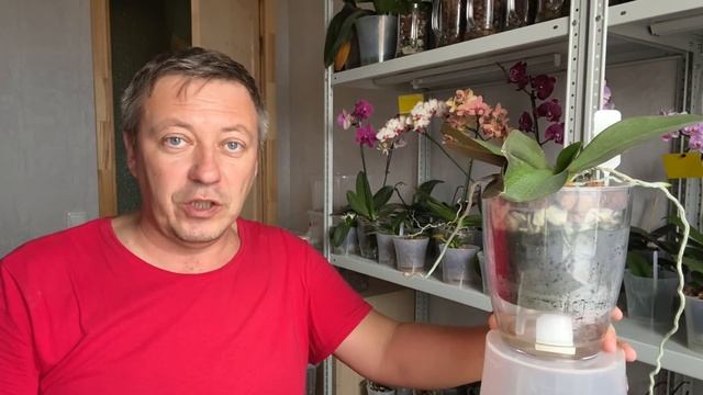 ЗАГУБИЛ КОРНИ ОРХИДЕИ в воде за 12 дней, форс мажоры и что делать смотреть онлайн