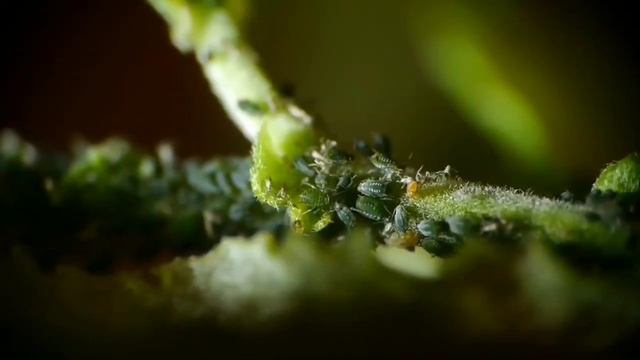 Родом из СССР: копеечное средство, которое избавит сад и огород от тли смотреть онлайн