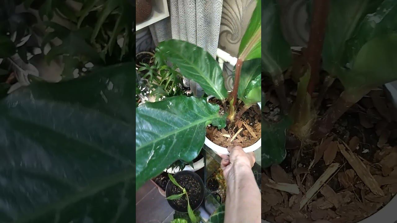 комнатные растения смотреть онлайн