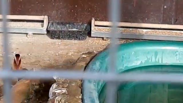 Сочи,февраль2023.Уточки-мандаринки в парке,где живёт много разных птиц.Хороши!? смотреть онлайн