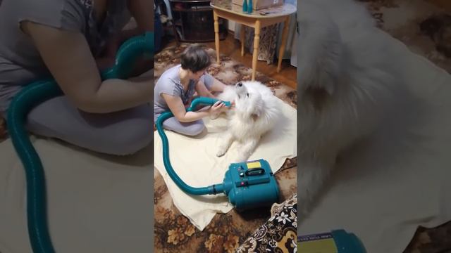 Самоеда не так просто высушить смотреть онлайн