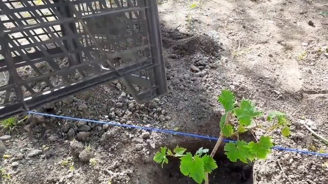 Посадка рассады укорененных черенков винограда в грунт весной смотреть онлайн