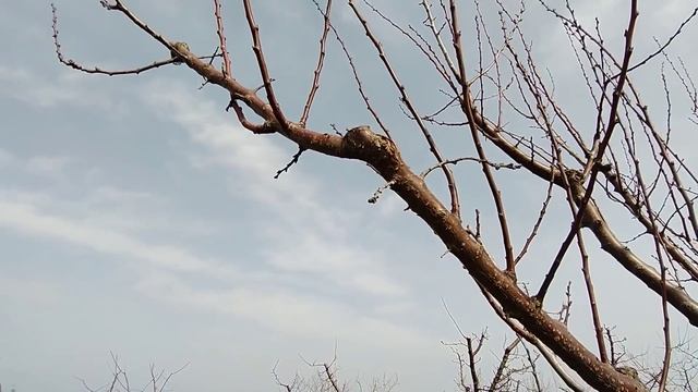 Как заставить абрикос плодоносить. Обрезка и формировка. смотреть онлайн