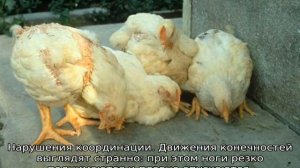 Болезнь Марека у кур