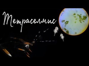 Тетраселмис | Выращивание креветки-доктор | Морской аквариум