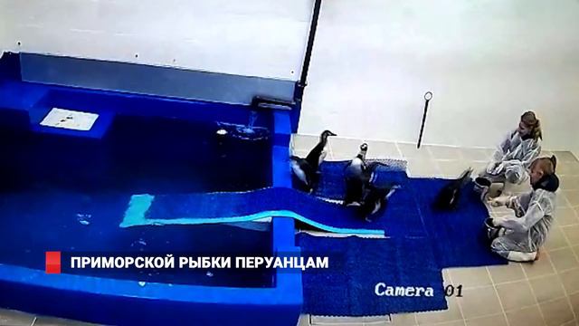 Приморской рыбки перуанцам смотреть онлайн