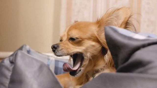 Музыка для нервных собак - успокаивающая музыка сна, глубокое расслабление музыки для вашего питомц