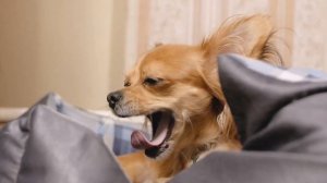 Музыка для нервных собак - успокаивающая музыка сна, глубокое расслабление музыки для вашего питомц