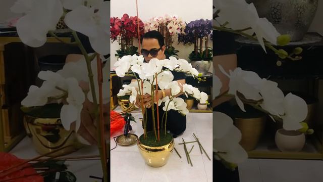 Phalaenopsis смотреть онлайн