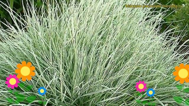 Райграс бульбоносный Вариегатум. Краткий обзор, описание arrhenatherum bulbosum Variegatum смотреть онлайн