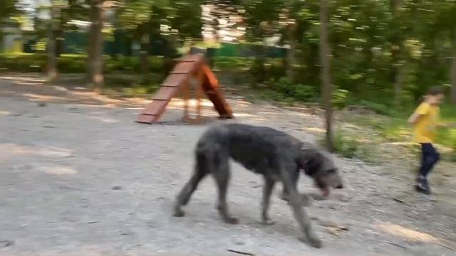 Ирландский волкодав: подготовка к выставке/игры с щенком стаффа смотреть онлайн