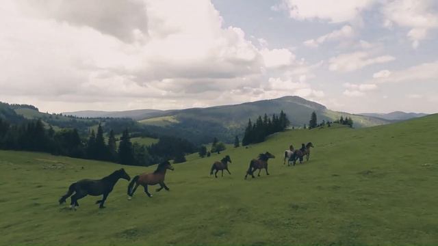 Beautiful Relaxing Music, Peaceful Soothing Instrumental Music #mypartnerse #horses смотреть онлайн