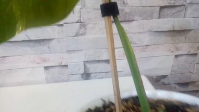 MONSTERA VARIEGATA REAL PICTURE смотреть онлайн