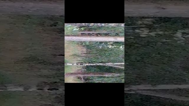 VID_20240901_183727.mp4