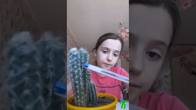 Кактусы. Часть 1.Что такое кактус? смотреть онлайн