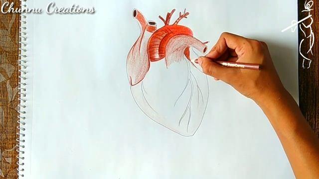 How to draw realistic human heart...||3d human heart sketch смотреть онлайн