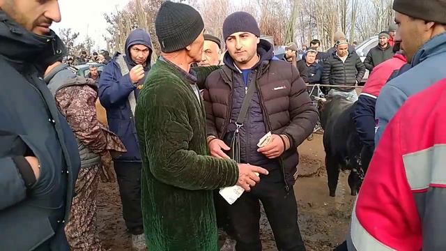 Разбори гови 28 хазора дар молбозори н.Чайхун. смотреть онлайн