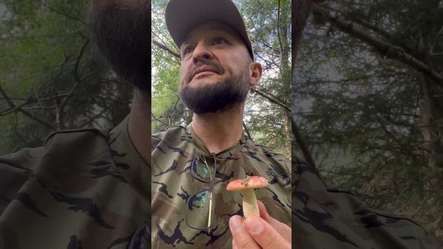 Грибной сезон Алматы 2023 #грибы #грибыалматы смотреть онлайн