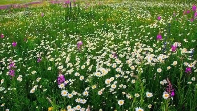 Проходит лето сказкою прекрасной...??? Музыка для души смотреть онлайн