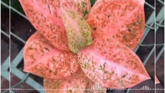 Aglaonema Stardust Orange 16 Mahal