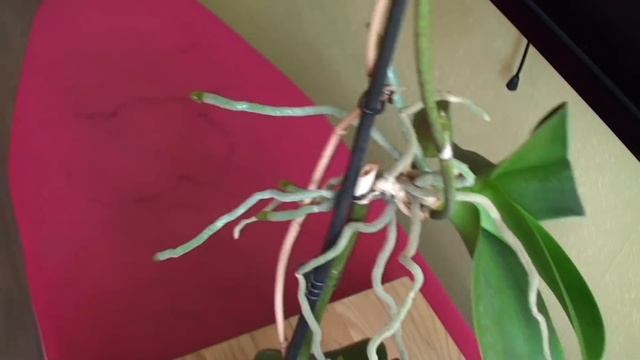 УНИКАЛЬНАЯ ОРХИДЕЯ - МАТЬ КЛАНА после 46 месяцев закончила цветение, ЧТО ДЕЛАТЬ ДАЛЬШЕ? смотреть онлайн