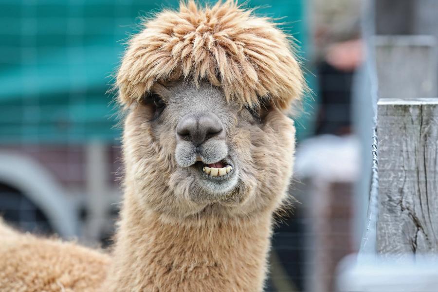 АЛЬПАКА: Южноамериканский верблюд с идеальной шерстью | Интересные факты про альпак и животных смотреть онлайн
