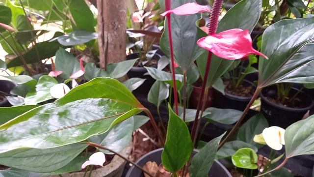 Red variety Anthurium 🌺🌺 смотреть онлайн