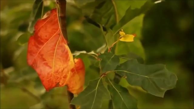 Вальс-бостон. А. Розенбаум смотреть онлайн