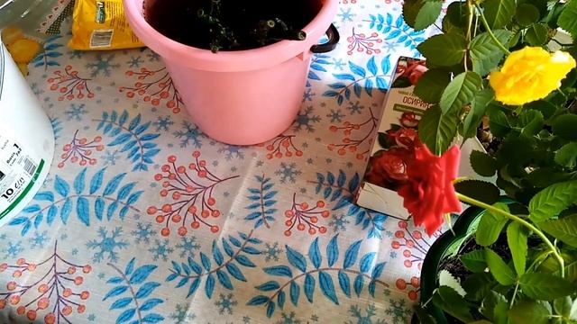 Чайно-гибридная роза Осирия смотреть онлайн