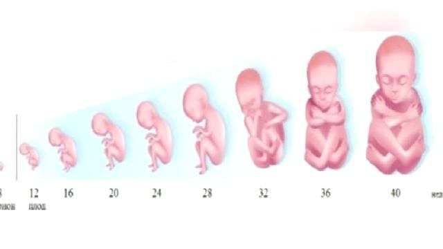 ОРГАНЫ, КОТОРЫЕ НАМ НЕ НУЖНЫ (5 РУДИМЕНТАРНЫХ ОРГАНОВ) смотреть онлайн
