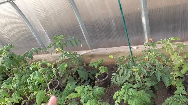 Томатные Гномы в теплице для получения раннего урожая. Какие плюсы я обнаружила у Томатных Гномов? смотреть онлайн