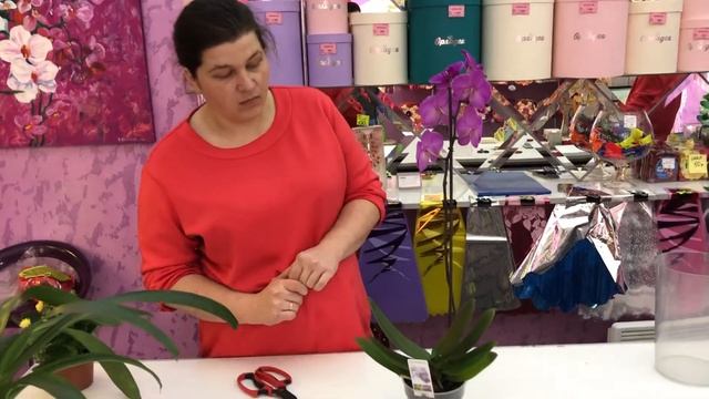 Уход за фаленопсисом. Орхидея доставка цветов смотреть онлайн