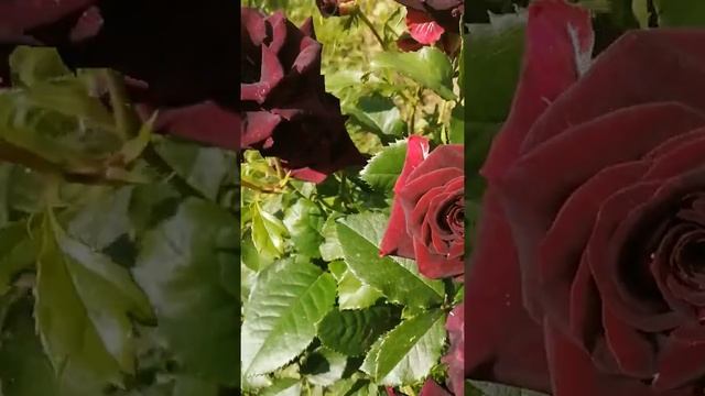 Роза сорт Абракадабра смотреть онлайн