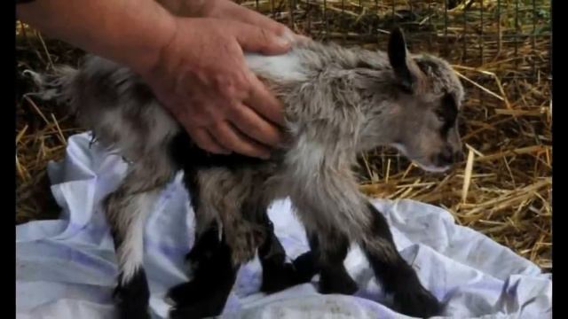 5 Самых Невероятных Мутаций Животных смотреть онлайн