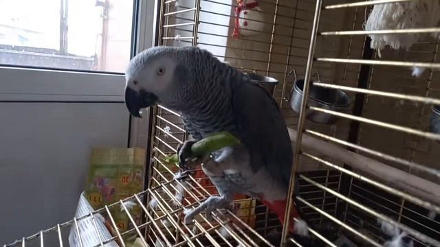 Попугай Американский Краснохвостый Жако /Любит ГОРОХ смотреть онлайн