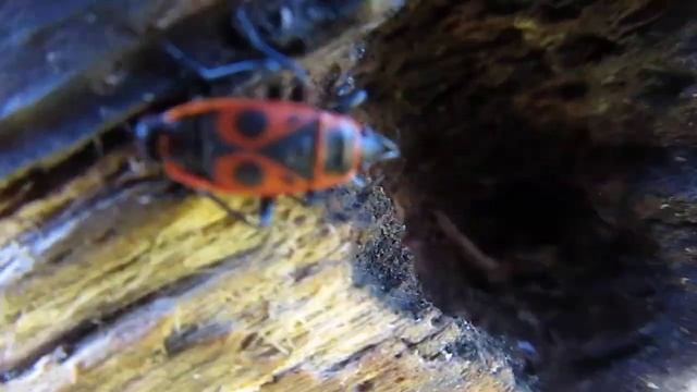 Клоп-солдатик, краснокло́п бескрылый (Pyrrhocoris apterus). Никита (7 лет). Одесса январь 2018 смотреть онлайн