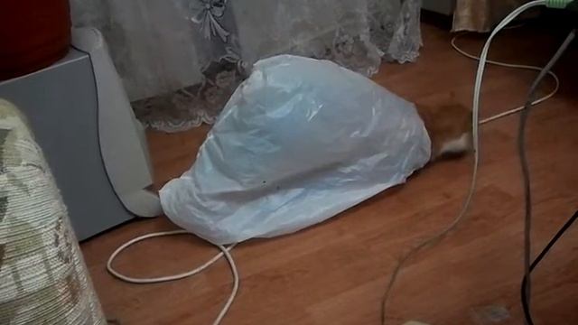 кот-улитка смотреть онлайн