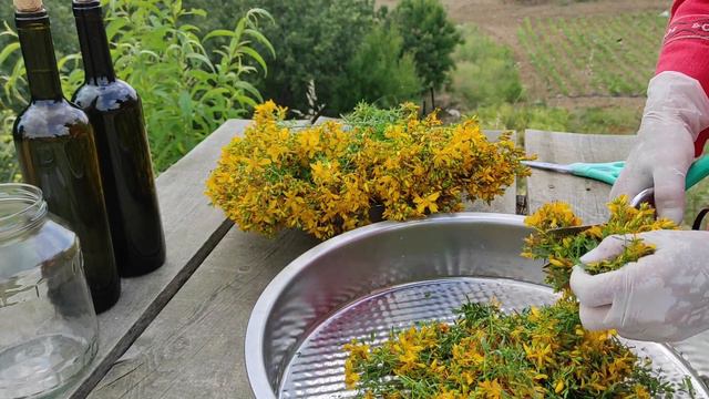 SARI KANTARON YAĞI NASIL YAPILIR / Faydaları Nelerdir / Deneyimlerim / Şifalı Bitkiler смотреть онлайн